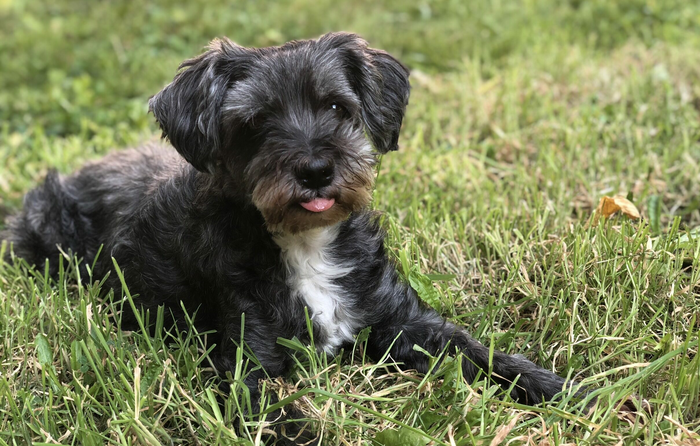 Chien dans l'herbe en suivi individuel