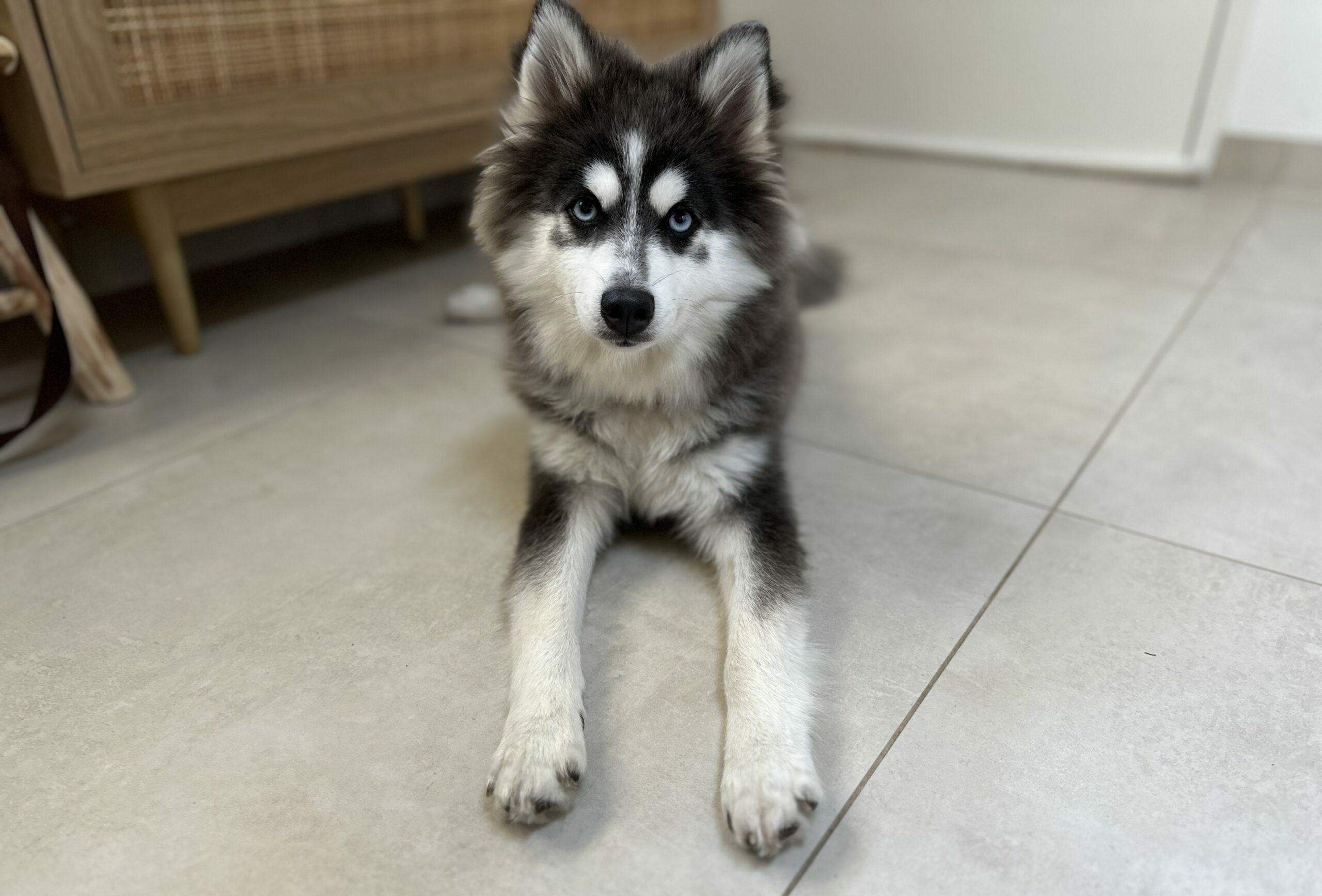 chiot qui vient d'être adopté