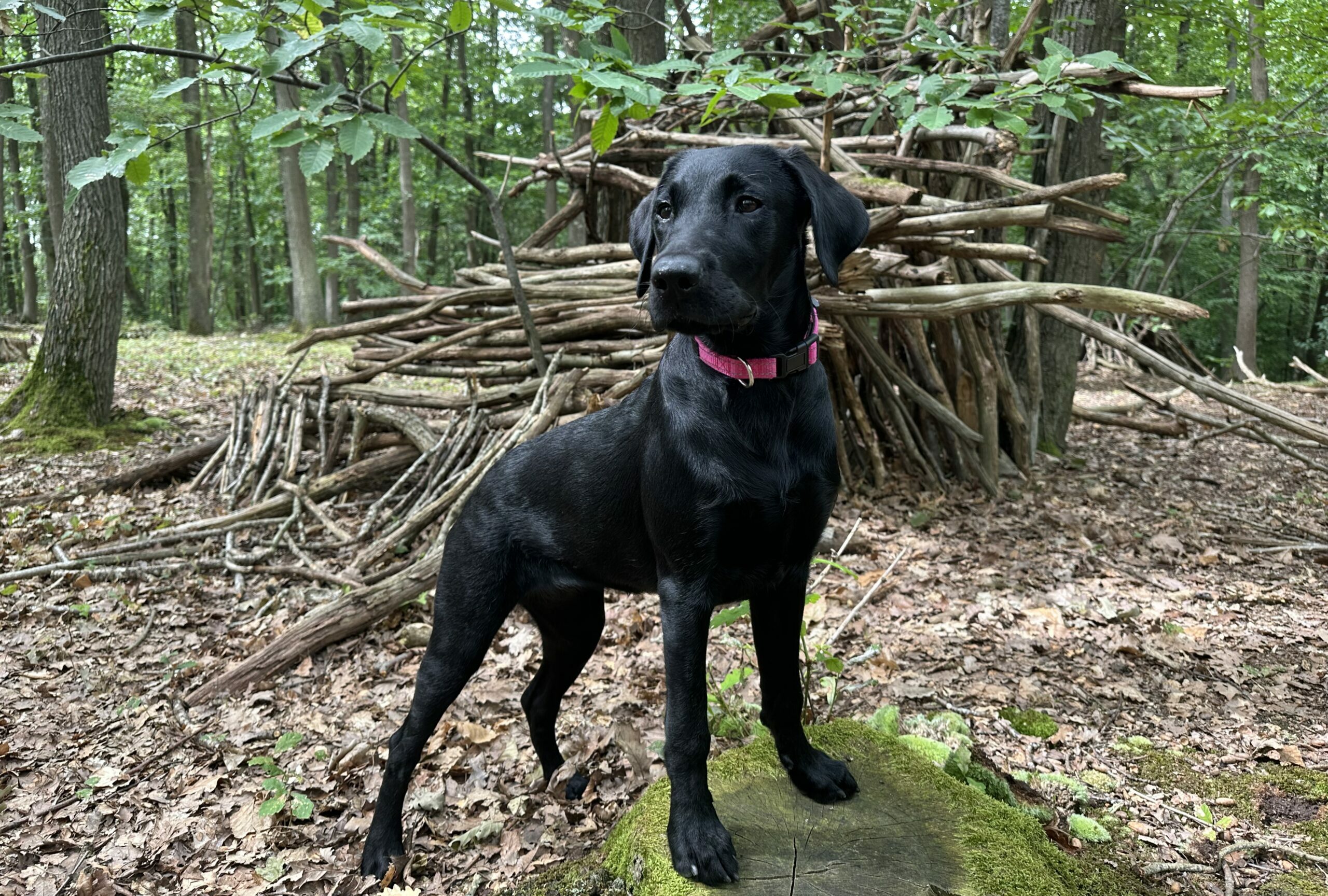 jeune chien en cours d'éducation canine dans une forêt des yvelines