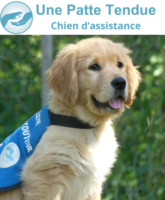 chiot golden retriever de l'association une patte tendue, avec son dossard de chien d'assistance en formation