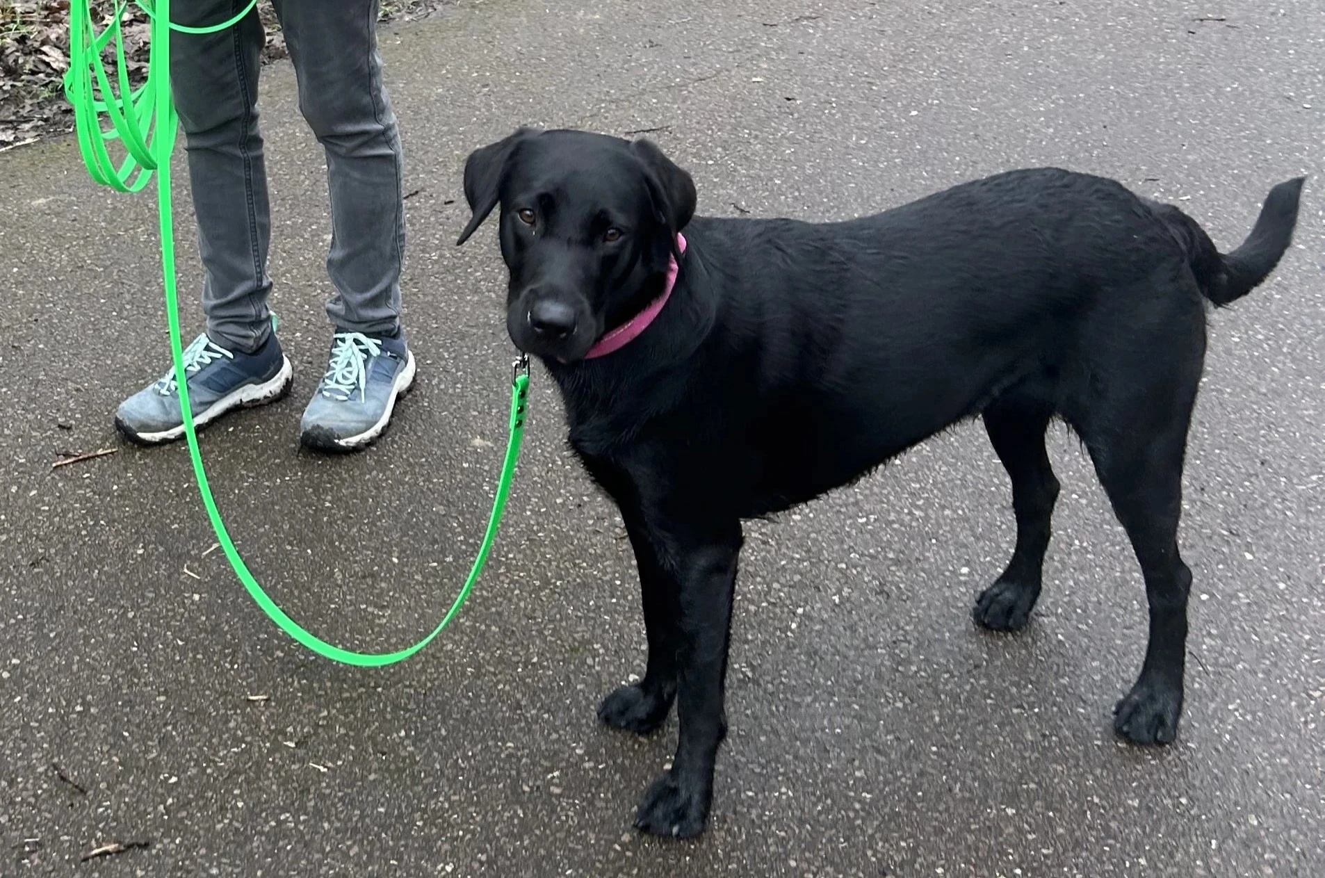 chien en longe avec sa promeneuse