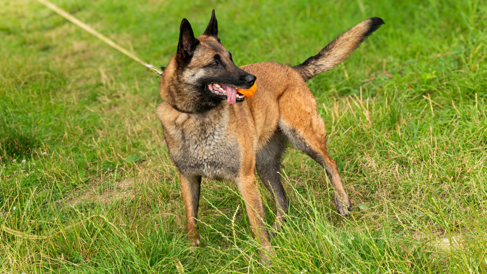 berger belge malinois en promenade individuelle dans les yvelines