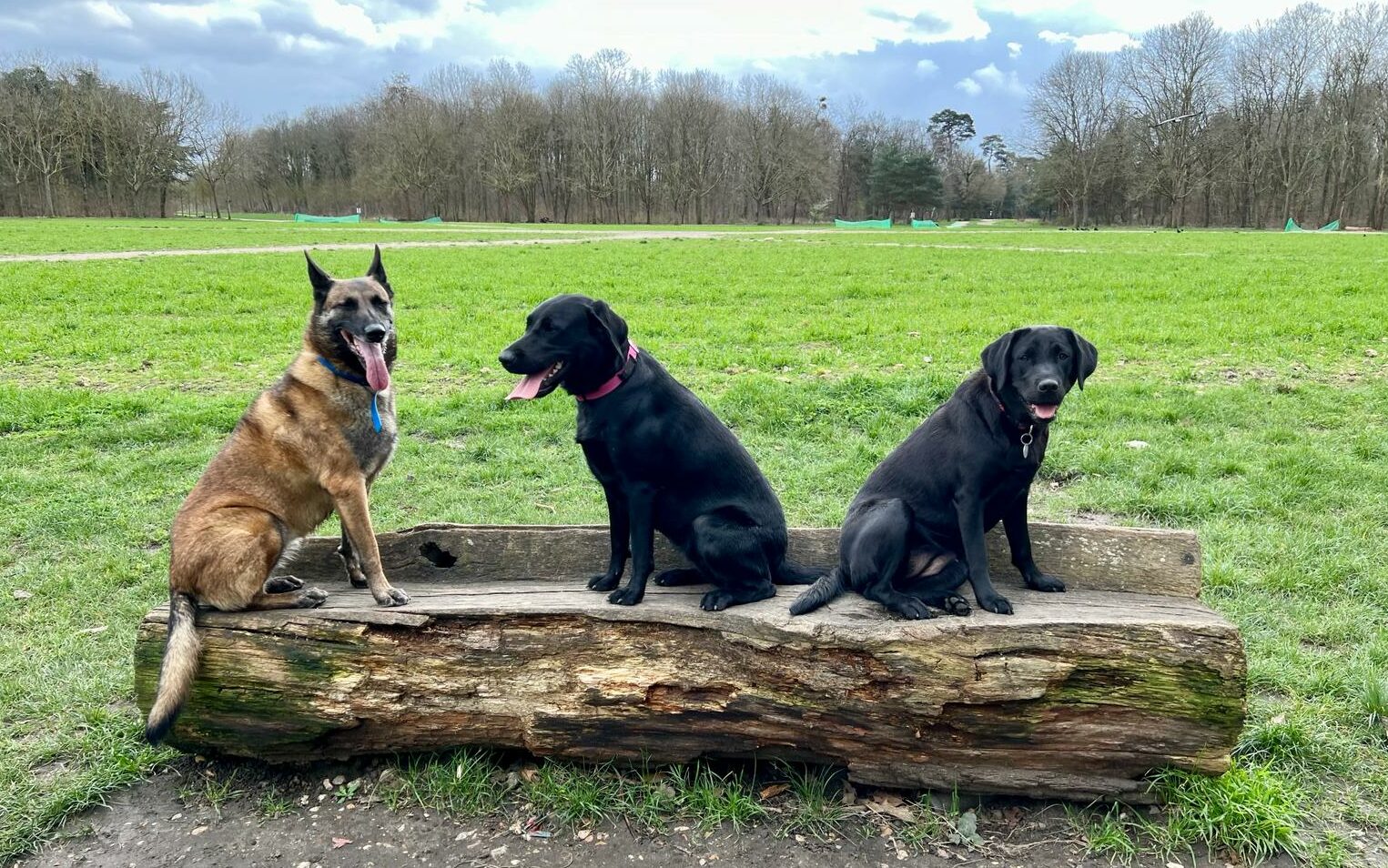 Chiens en balade collective dans la forêt